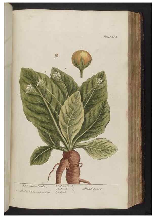 Reproducción/Reproduction 8361134491: A curious herbal. London : Printed for Samuel Harding, 1737-1739.