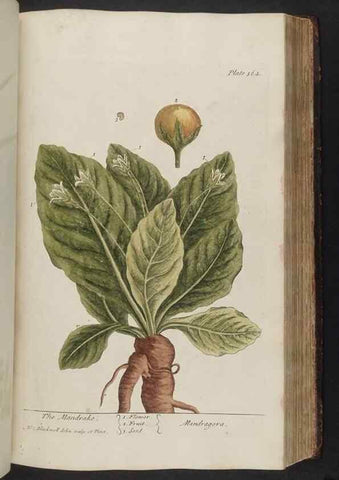 Reproducción/Reproduction 8361134491: A curious herbal. London : Printed for Samuel Harding, 1737-1739.