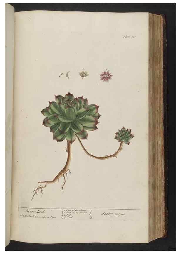 Reproducción/Reproduction 8362196492: A curious herbal. London : Printed for Samuel Harding, 1737-1739.