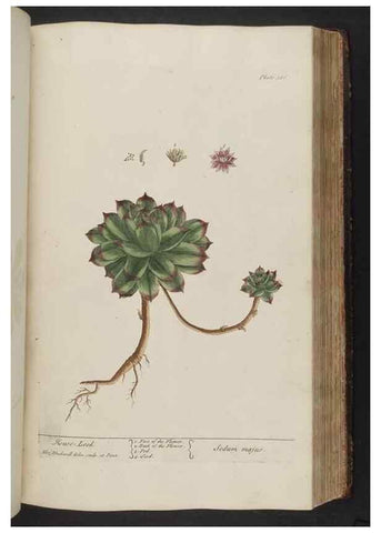 Reproducción/Reproduction 8362196492: A curious herbal. London : Printed for Samuel Harding, 1737-1739.
