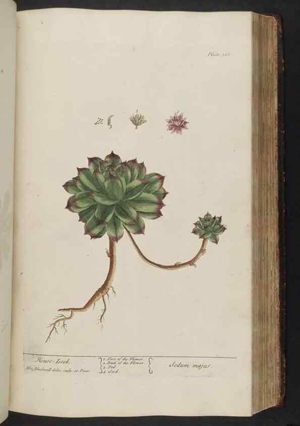 Reproducción/Reproduction 8362196492: A curious herbal. London : Printed for Samuel Harding, 1737-1739.