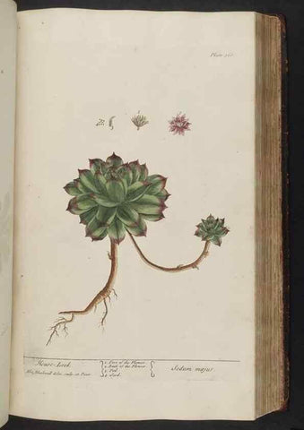 Reproducción/Reproduction 8362196492: A curious herbal. London : Printed for Samuel Harding, 1737-1739.