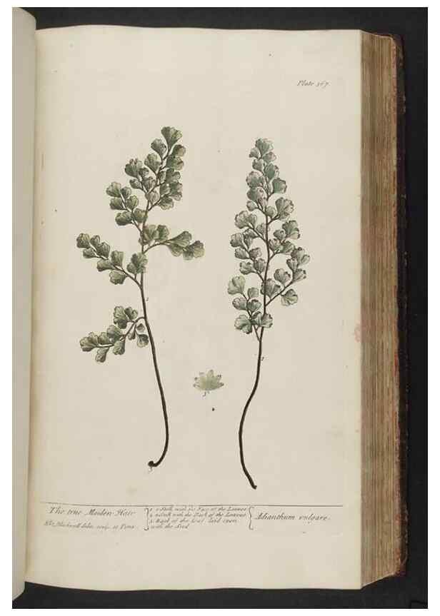 Reproducción/Reproduction 8362196772: A curious herbal. London : Printed for Samuel Harding, 1737-1739.