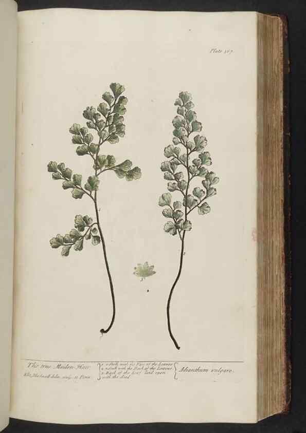 Reproducción/Reproduction 8362196772: A curious herbal. London : Printed for Samuel Harding, 1737-1739.