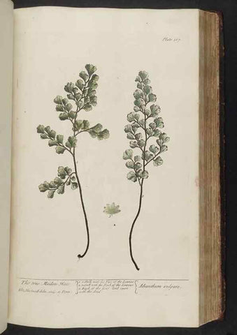 Reproducción/Reproduction 8362196772: A curious herbal. London : Printed for Samuel Harding, 1737-1739.