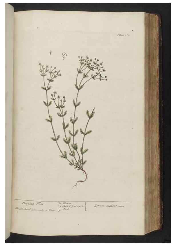 Reproducción/Reproduction 8362197058: A curious herbal. London : Printed for Samuel Harding, 1737-1739.