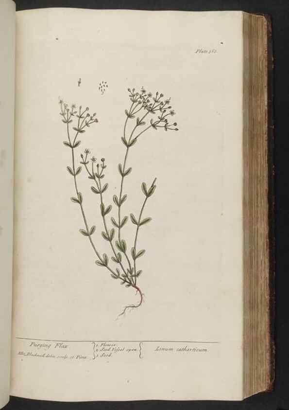 Reproducción/Reproduction 8362197058: A curious herbal. London : Printed for Samuel Harding, 1737-1739.