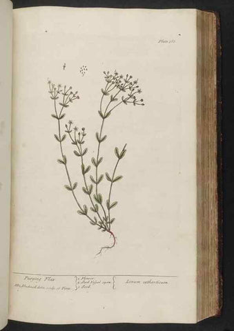 Reproducción/Reproduction 8362197058: A curious herbal. London : Printed for Samuel Harding, 1737-1739.