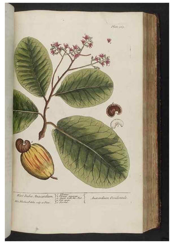 Reproducción/Reproduction 8362197370: A curious herbal. London : Printed for Samuel Harding, 1737-1739.