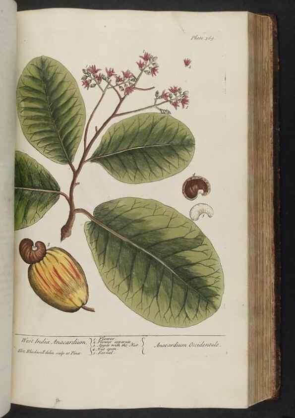 Reproducción/Reproduction 8362197370: A curious herbal. London : Printed for Samuel Harding, 1737-1739.
