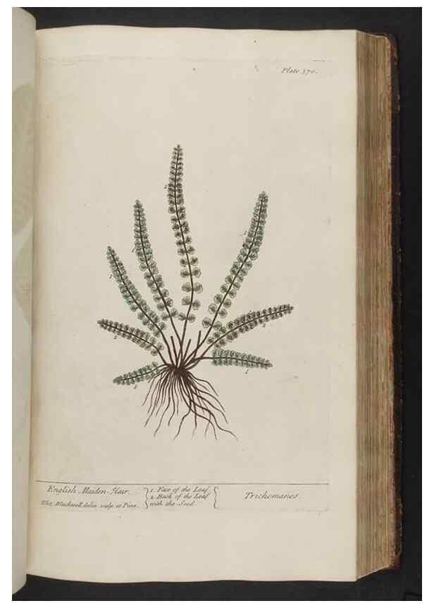 Reproducción/Reproduction 8362197664: A curious herbal. London : Printed for Samuel Harding, 1737-1739.