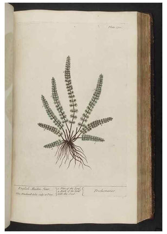 Reproducción/Reproduction 8362197664: A curious herbal. London : Printed for Samuel Harding, 1737-1739.