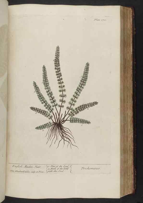 Reproducción/Reproduction 8362197664: A curious herbal. London : Printed for Samuel Harding, 1737-1739.