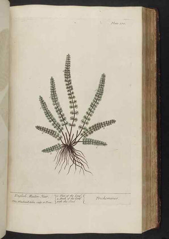 Reproducción/Reproduction 8362197664: A curious herbal. London : Printed for Samuel Harding, 1737-1739.