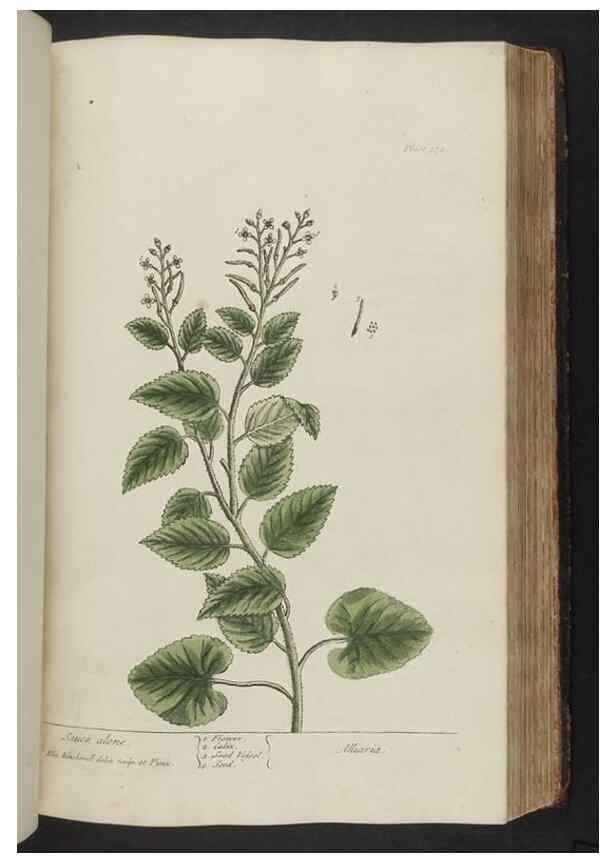 Reproducción/Reproduction 8361136467: A curious herbal. London : Printed for Samuel Harding, 1737-1739.