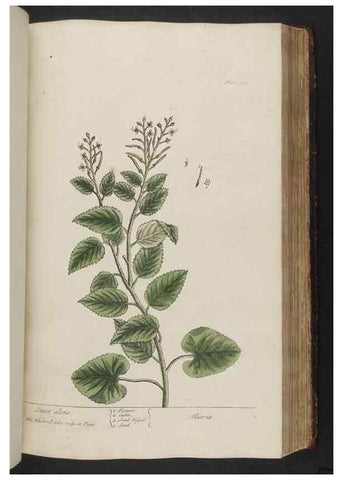 Reproducción/Reproduction 8361136467: A curious herbal. London : Printed for Samuel Harding, 1737-1739.