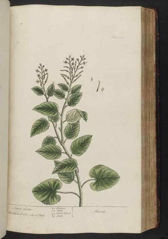 Reproducción/Reproduction 8361136467: A curious herbal. London : Printed for Samuel Harding, 1737-1739.