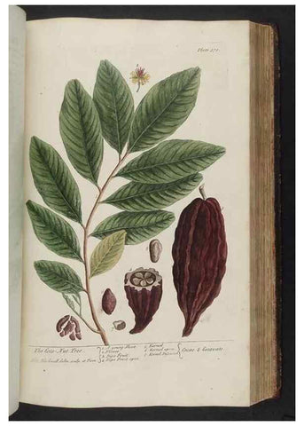 Reproducción/Reproduction 8361136837: A curious herbal. London : Printed for Samuel Harding, 1737-1739.