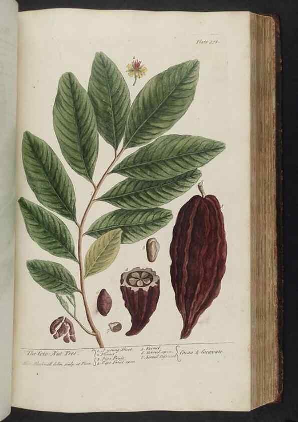 Reproducción/Reproduction 8361136837: A curious herbal. London : Printed for Samuel Harding, 1737-1739.