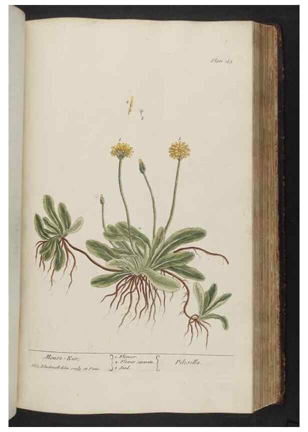 Reproducción/Reproduction 8361134769: A curious herbal. London : Printed for Samuel Harding, 1737-1739.