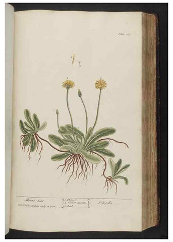 Reproducción/Reproduction 8361134769: A curious herbal. London : Printed for Samuel Harding, 1737-1739.