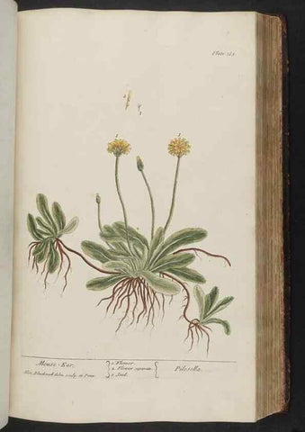 Reproducción/Reproduction 8361134769: A curious herbal. London : Printed for Samuel Harding, 1737-1739.