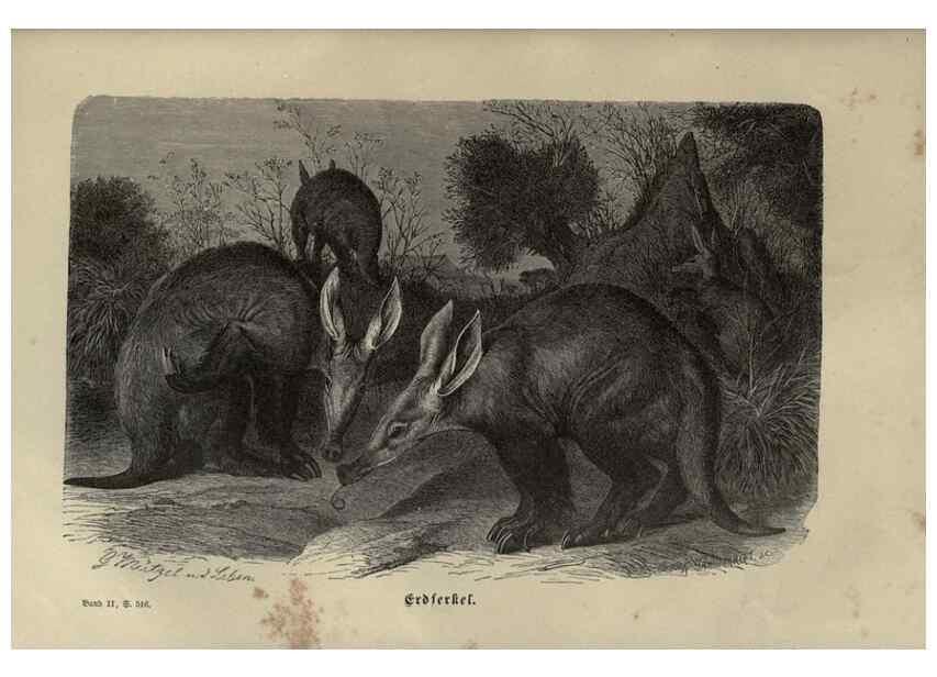 Reproducción/Reproduction 8345997553: Brehms thierleben, allgemeine kunde des thierreichs.. Leipzig :Verlag des Bibliographischen instituts,1876-1879.