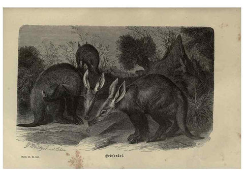 Reproducción/Reproduction 8345997553: Brehms thierleben, allgemeine kunde des thierreichs.. Leipzig :Verlag des Bibliographischen instituts,1876-1879.