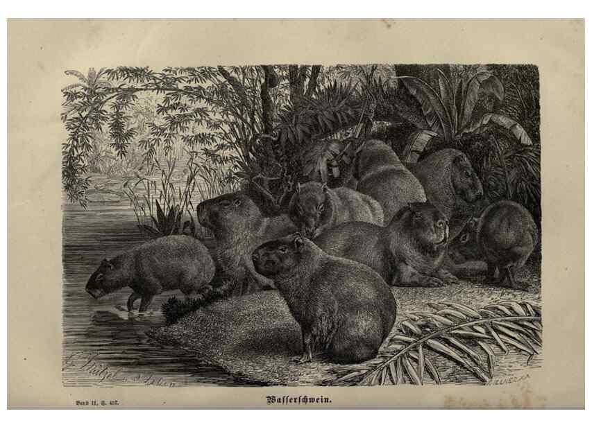 Reproducción/Reproduction 8347051058: Brehms thierleben, allgemeine kunde des thierreichs.. Leipzig :Verlag des Bibliographischen instituts,1876-1879.