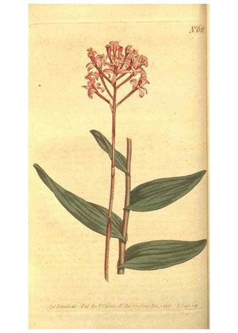 Reproducción/Reproduction 8317231361: Curtis's botanical magazine.. London ;New York [etc.] :Academic Press [etc.]