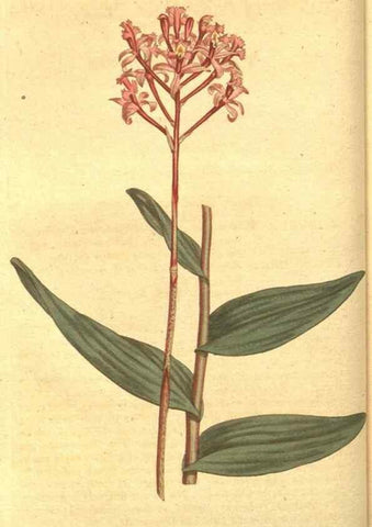 Reproducción/Reproduction 8317231361: Curtis's botanical magazine.. London ;New York [etc.] :Academic Press [etc.]