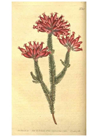 Reproducción/Reproduction 8318287244: Curtis's botanical magazine.. London ;New York [etc.] :Academic Press [etc.]