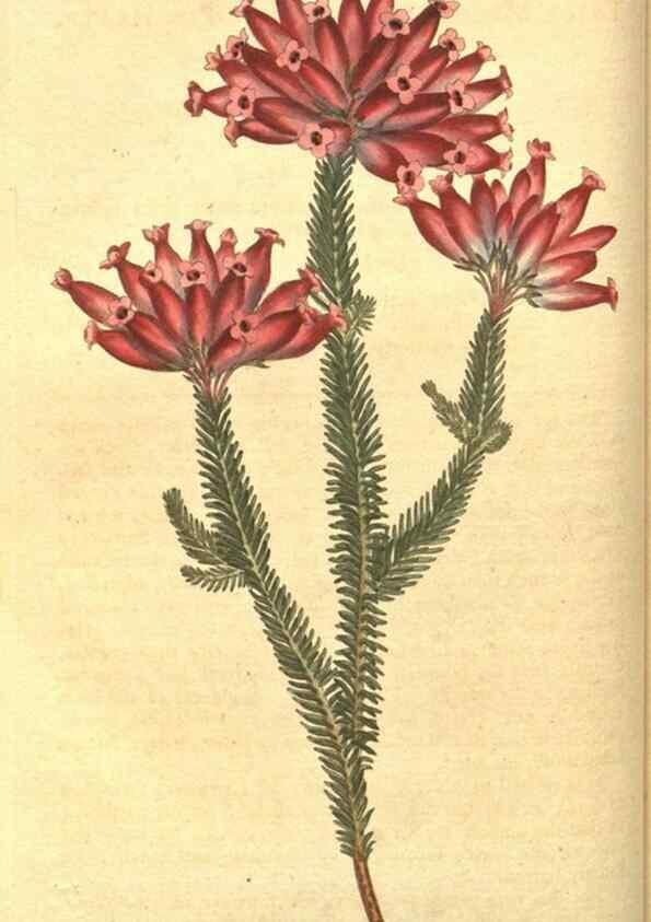 Reproducción/Reproduction 8318287244: Curtis's botanical magazine.. London ;New York [etc.] :Academic Press [etc.]