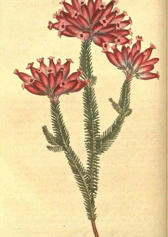 Reproducción/Reproduction 8318287244: Curtis's botanical magazine.. London ;New York [etc.] :Academic Press [etc.]