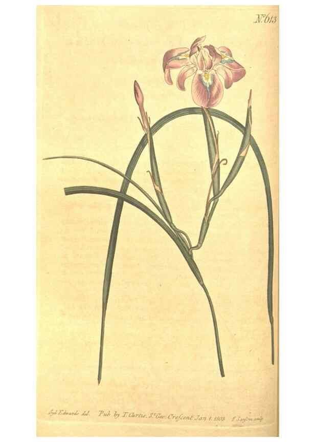 Reproducción/Reproduction 8317232575: Curtis's botanical magazine.. London ;New York [etc.] :Academic Press [etc.]