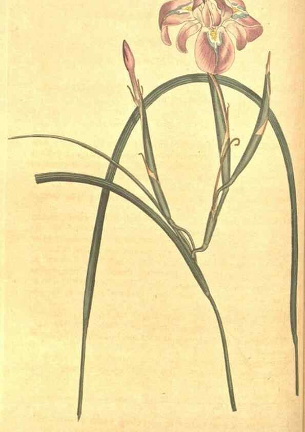 Reproducción/Reproduction 8317232575: Curtis's botanical magazine.. London ;New York [etc.] :Academic Press [etc.]