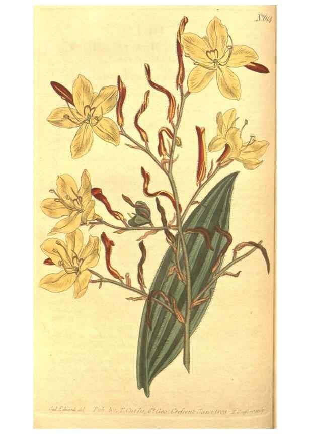 Reproducción/Reproduction 8318288556: Curtis's botanical magazine.. London ;New York [etc.] :Academic Press [etc.]