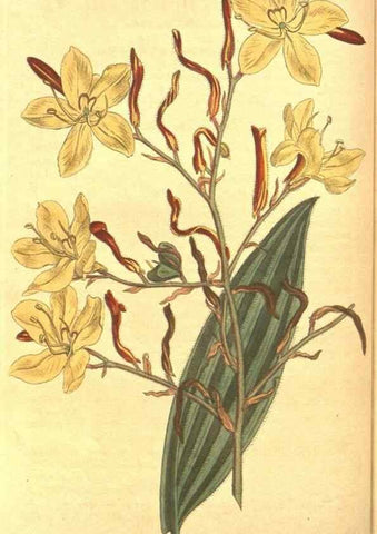 Reproducción/Reproduction 8318288556: Curtis's botanical magazine.. London ;New York [etc.] :Academic Press [etc.]