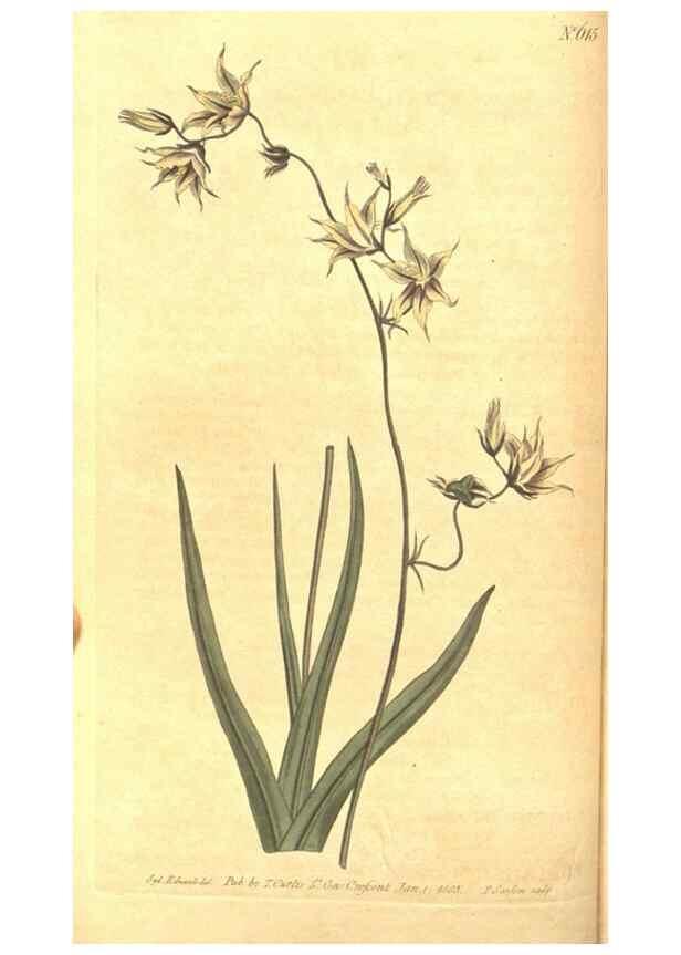 Reproducción/Reproduction 8317233979: Curtis's botanical magazine.. London ;New York [etc.] :Academic Press [etc.]