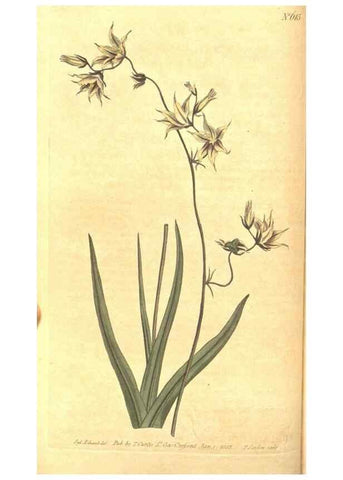 Reproducción/Reproduction 8317233979: Curtis's botanical magazine.. London ;New York [etc.] :Academic Press [etc.]