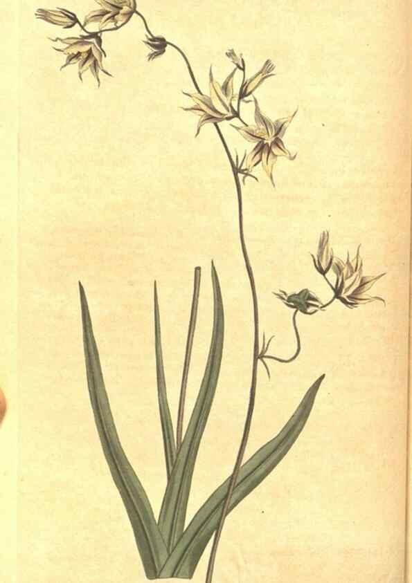 Reproducción/Reproduction 8317233979: Curtis's botanical magazine.. London ;New York [etc.] :Academic Press [etc.]