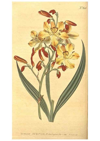 Reproducción/Reproduction 8318290020: Curtis's botanical magazine.. London ;New York [etc.] :Academic Press [etc.]