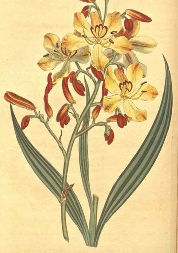 Reproducción/Reproduction 8318290020: Curtis's botanical magazine.. London ;New York [etc.] :Academic Press [etc.]