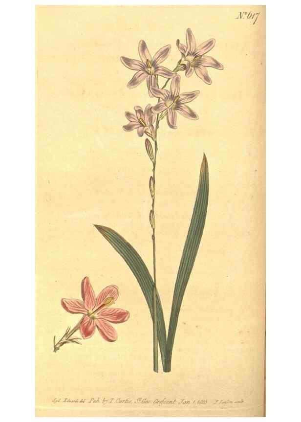 Reproducción/Reproduction 8317235441: Curtis's botanical magazine.. London ;New York [etc.] :Academic Press [etc.]
