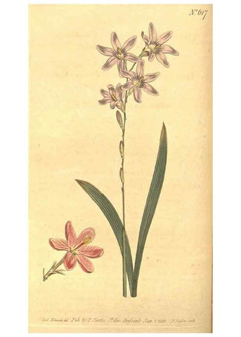 Reproducción/Reproduction 8317235441: Curtis's botanical magazine.. London ;New York [etc.] :Academic Press [etc.]