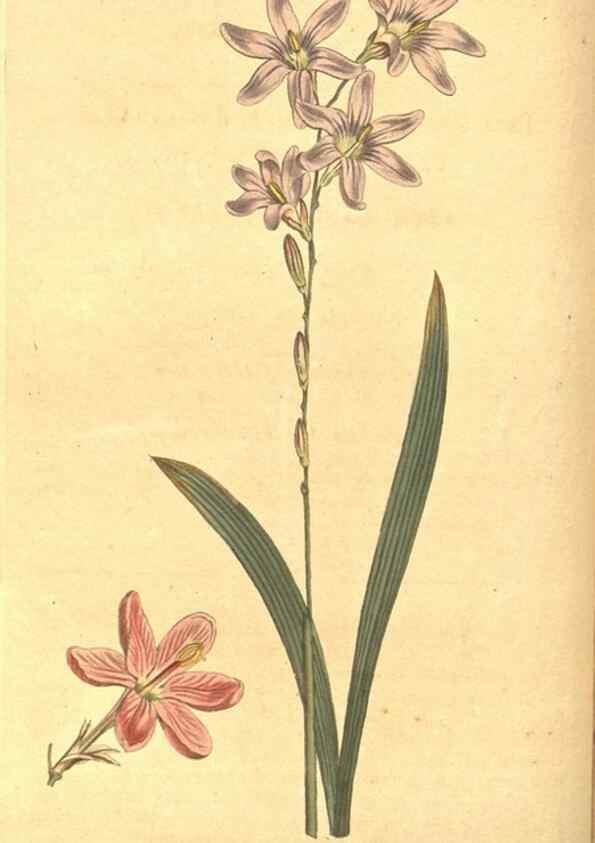 Reproducción/Reproduction 8317235441: Curtis's botanical magazine.. London ;New York [etc.] :Academic Press [etc.]