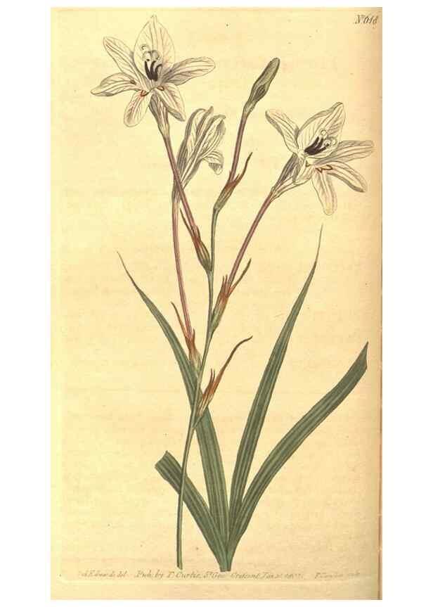 Reproducción/Reproduction 8318291410: Curtis's botanical magazine.. London ;New York [etc.] :Academic Press [etc.]