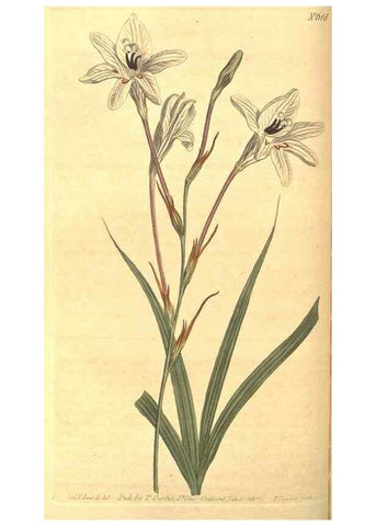 Reproducción/Reproduction 8318291410: Curtis's botanical magazine.. London ;New York [etc.] :Academic Press [etc.]