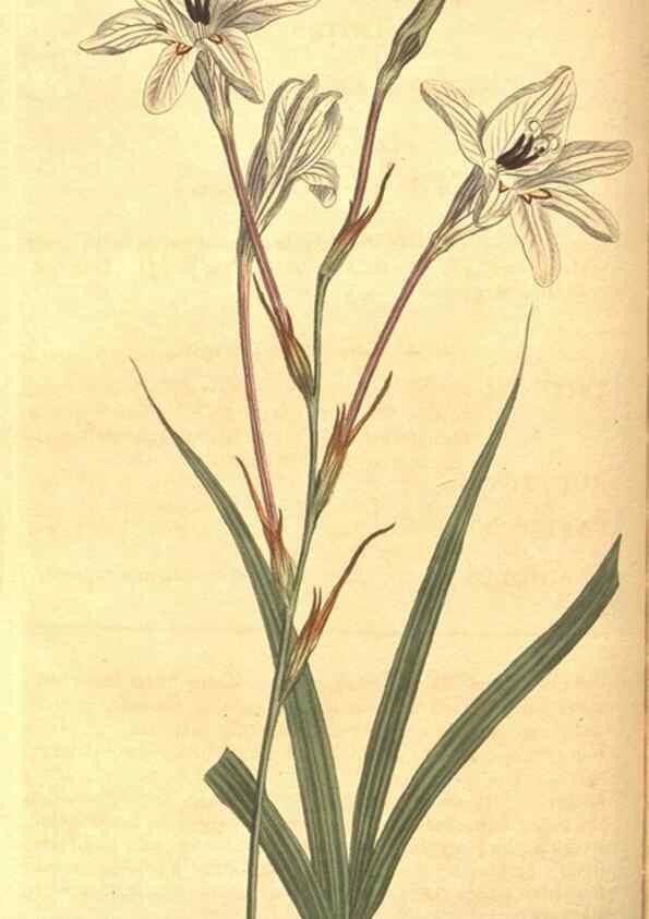 Reproducción/Reproduction 8318291410: Curtis's botanical magazine.. London ;New York [etc.] :Academic Press [etc.]