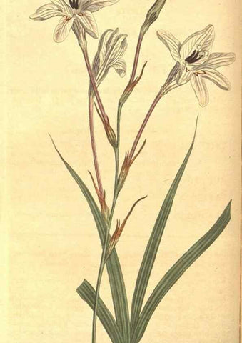 Reproducción/Reproduction 8318291410: Curtis's botanical magazine.. London ;New York [etc.] :Academic Press [etc.]